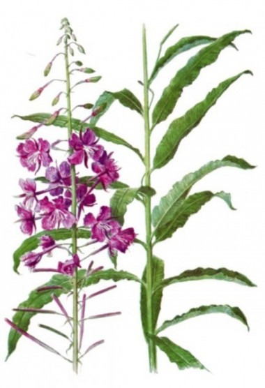 Иван-чай - русский напиток