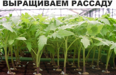 Выращиваем рассаду.