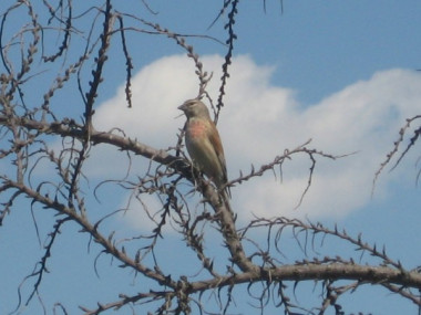 Жюльен из баклажан
