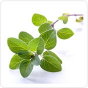 Добавим вкуса. Травы.