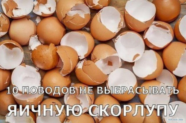 10 ПОВОДОВ НЕ ВЫБРАСЫВАТЬ ЯИЧНУЮ СКОРЛУПУ