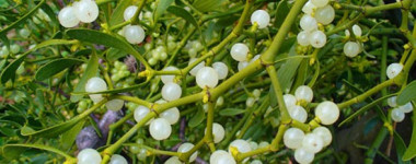  Липа и омела для похудения