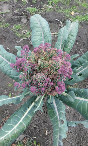 семь салатов без майонеза