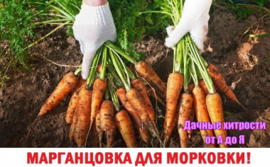 МАРГАНЦОВКА ДЛЯ МОРКОВКИ! 