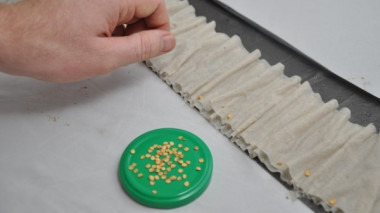 Оригинальные и необычные способы выращивания рассады