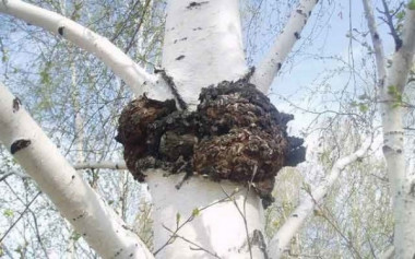 Чага  БАЛЬЗАМ САВИЦКОГО