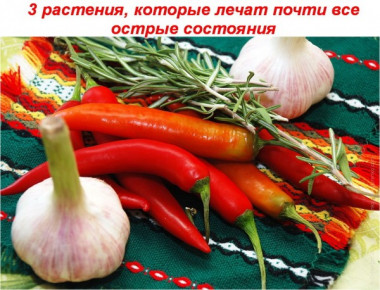 3 растения, которые лечат почти все острые состояния