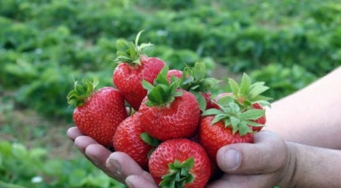 ПРОСТЫЕ СПОСОБЫ УВЕЛИЧИТЬ УРОЖАЙНОСТЬ КЛУБНИЧНЫХ ГРЯДОК