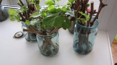 черенки смородины