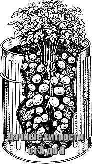 КАРТОФЕЛЬ В БОЧКАХ: МЕШОК КАРТОШКИ С 1 МЕТРА