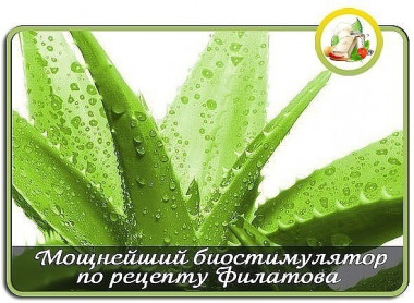Алоэ по рецепту Филатова.