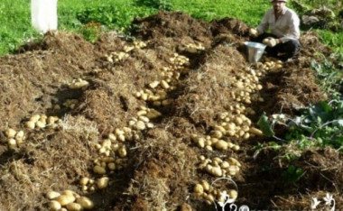 Как сажать КАРТОФЕЛЬ ПОД СОЛОМУ