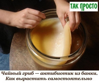 Чайный гриб 