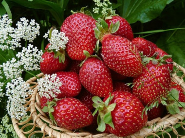 Чем удобрять клубнику весной