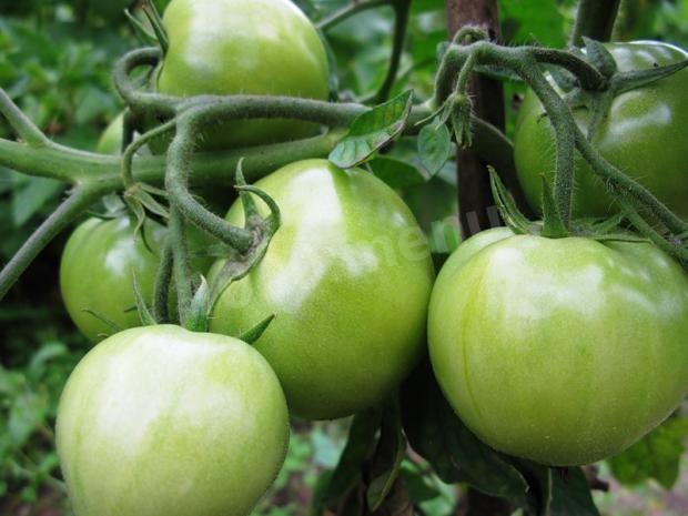 Варенье из зеленых помидоров