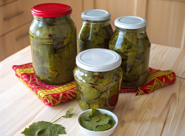 Маринованные виноградные листья на зиму